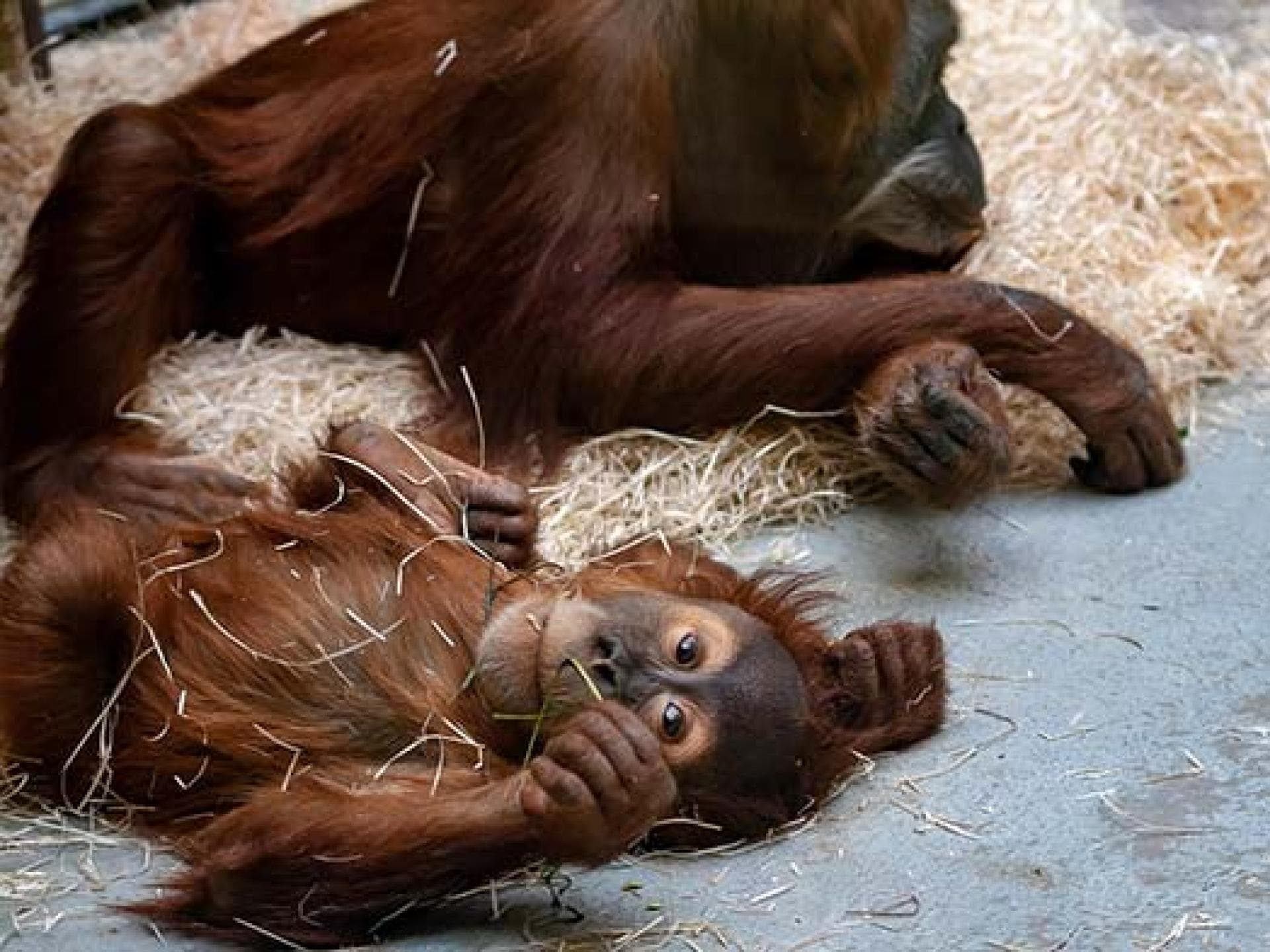 Orang Utans