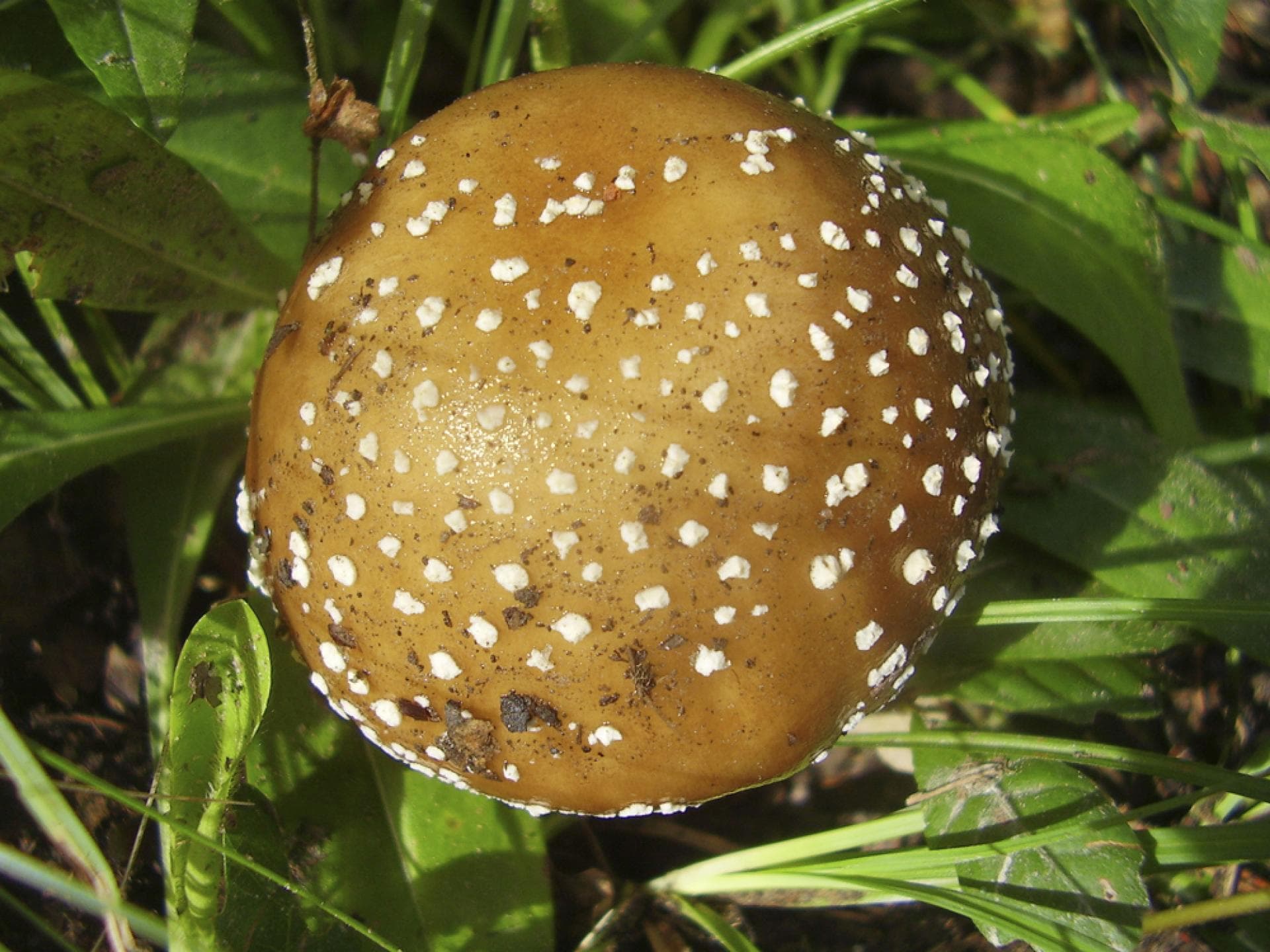 Pantherpilz