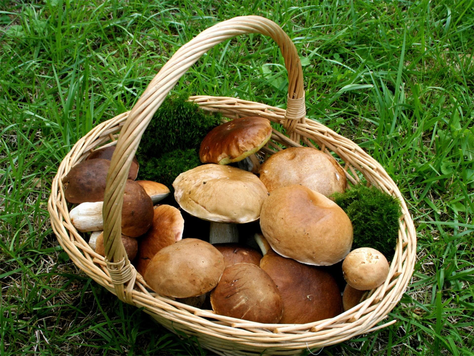 Mykotherapie - Die heilende Kraft der Pilze Mykotherapie - Die heilende Kraft der Pilze