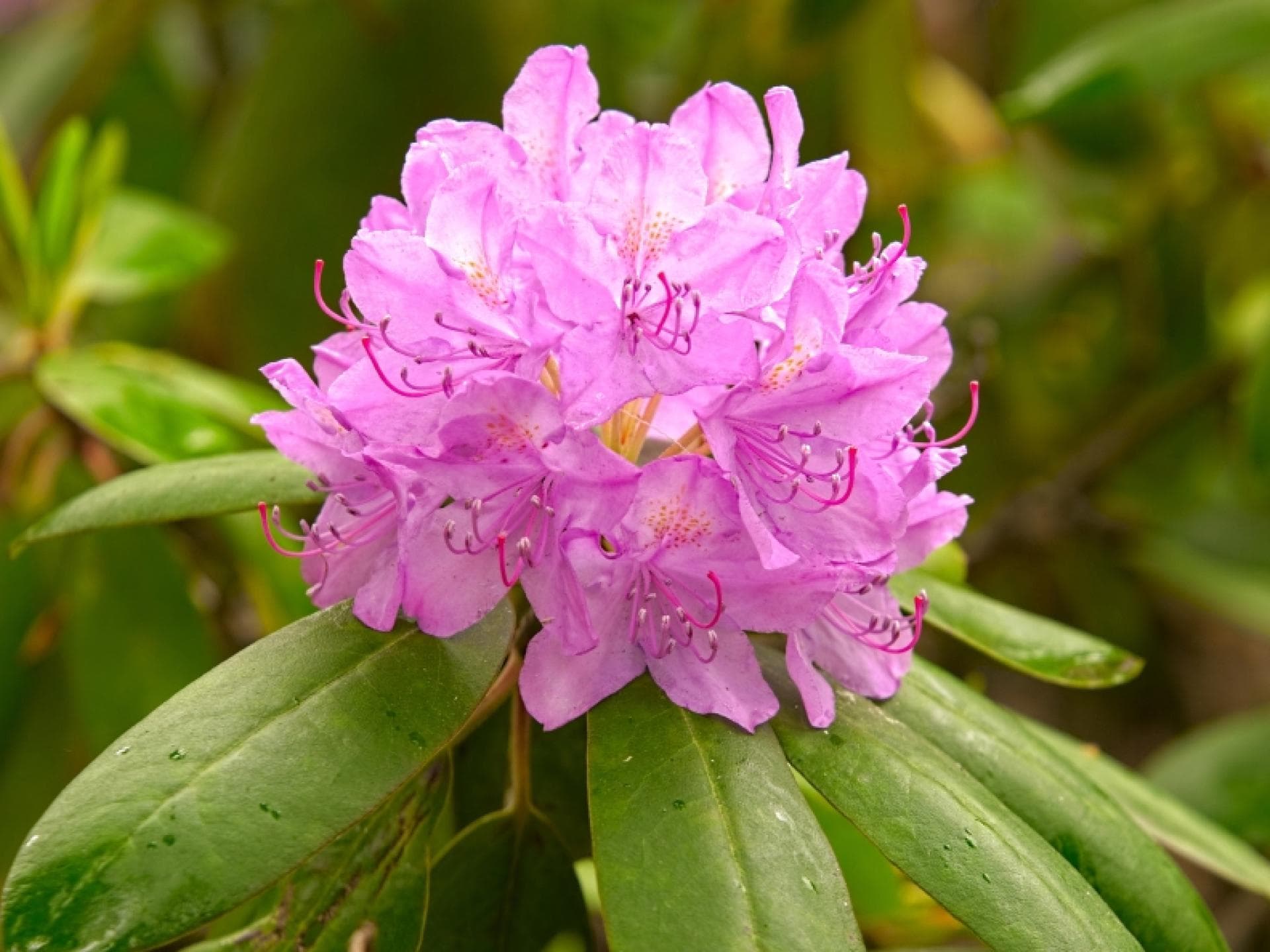 Rhododendron