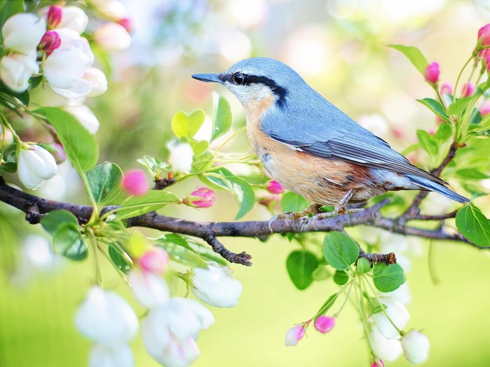 Grußkarte Frühling als Download