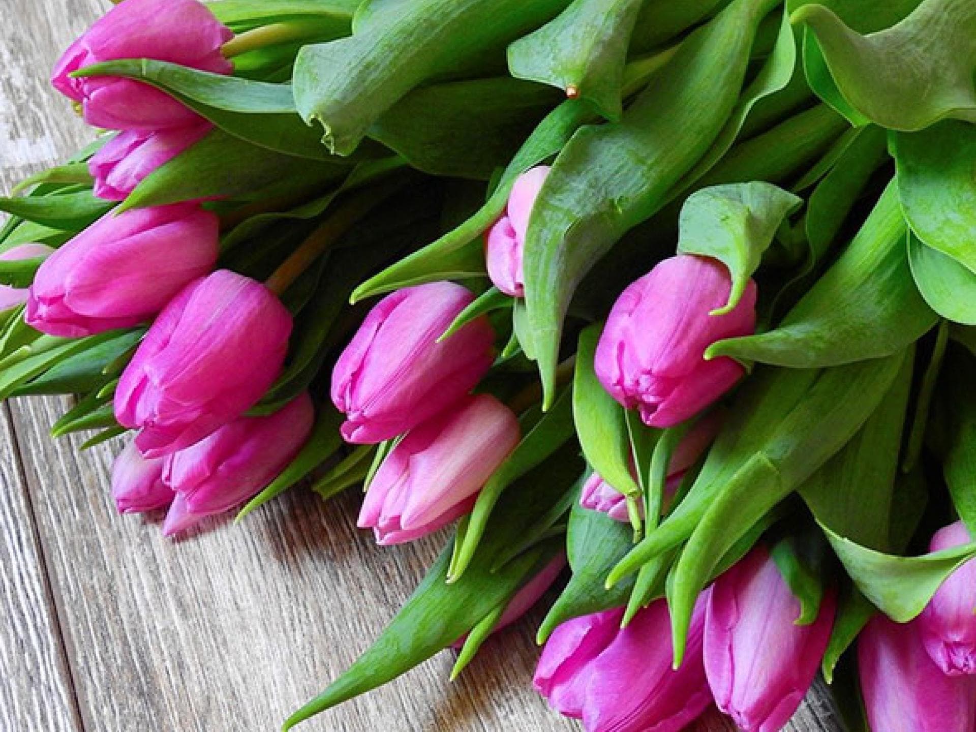 So halten Tulpen am längsten So halten Tulpen am längsten
