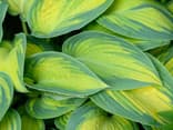 Funkie (Hosta)