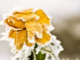 Rose Frost