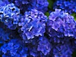 Blaue Hortensien