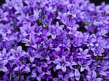 Teppich-Glockenblume