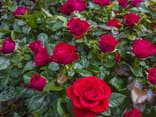 Rote Rosen
