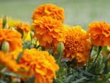Tagetes