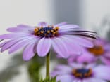 Lila Blumen