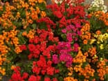 Blumenbeet 