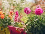 Allergikerfreundliche Blumen 
