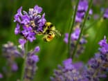 Bienenfreundliche Blumen 