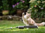 Katze spielt im Garten