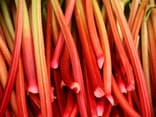 Rhabarber Stangen Rhabarber Stangen