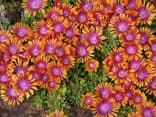 Mittagsblumen als Bodendecker
