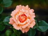 Rose für einen sonnigen Standort