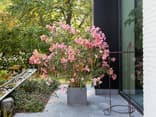 Oleander im Garten 