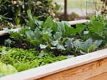 Selbst gebautes Hochbeet