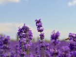 Lavendel blüht nicht