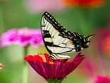 Schmetterling auf einer Pflanze