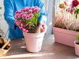 Frau topft pflegeleichte Balkonblumen ein