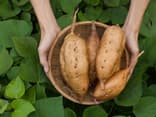 Süßkartoffel anbauen im Hochbeet