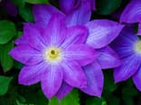 Sichtschutz-Pflanze Clematis
