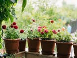 Pastellblumen für den Balkon 