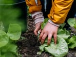Kinder ernten Gemüse