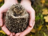 Igel schützen