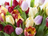 So bleiben Ihre Schnittblumen lange frisch: Tulpen in einer Vase