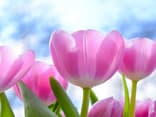 Tulpen: Die schönsten Frühlingsblumen