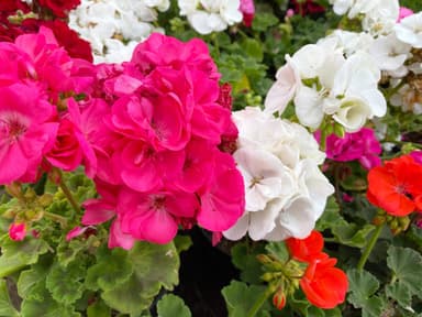 Geranien richtig pflegen So überwintert die Pflanze richtig