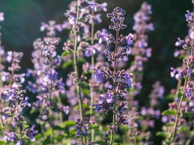 Garten gestalten 3 Pflanzen, die Zecken vertreiben