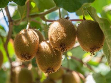 Kiwi pflanzen Anleitung und Tipps, wie Sie die Frucht einfach selbst