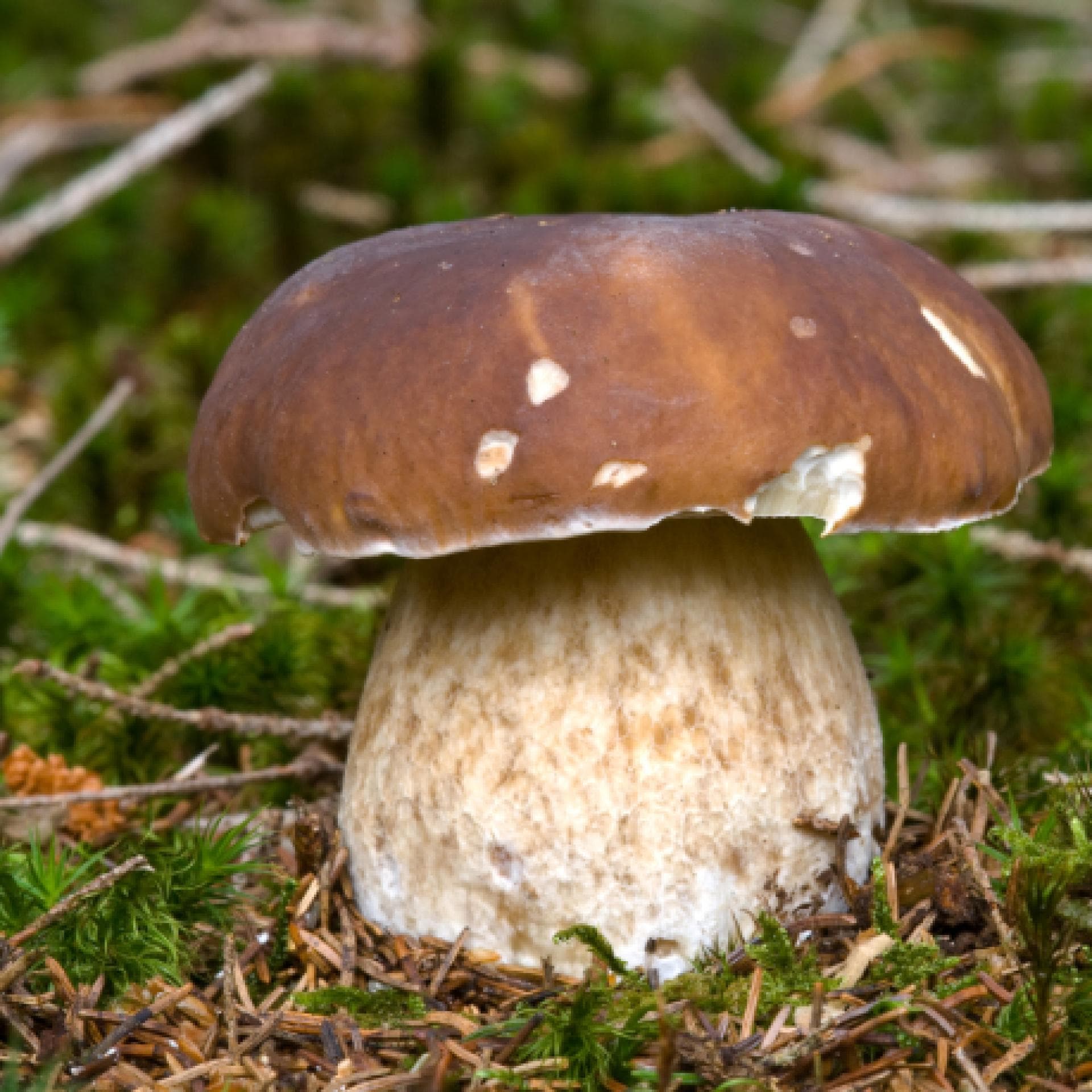 Steinpilze Sammeln Und Richtig Zubereiten