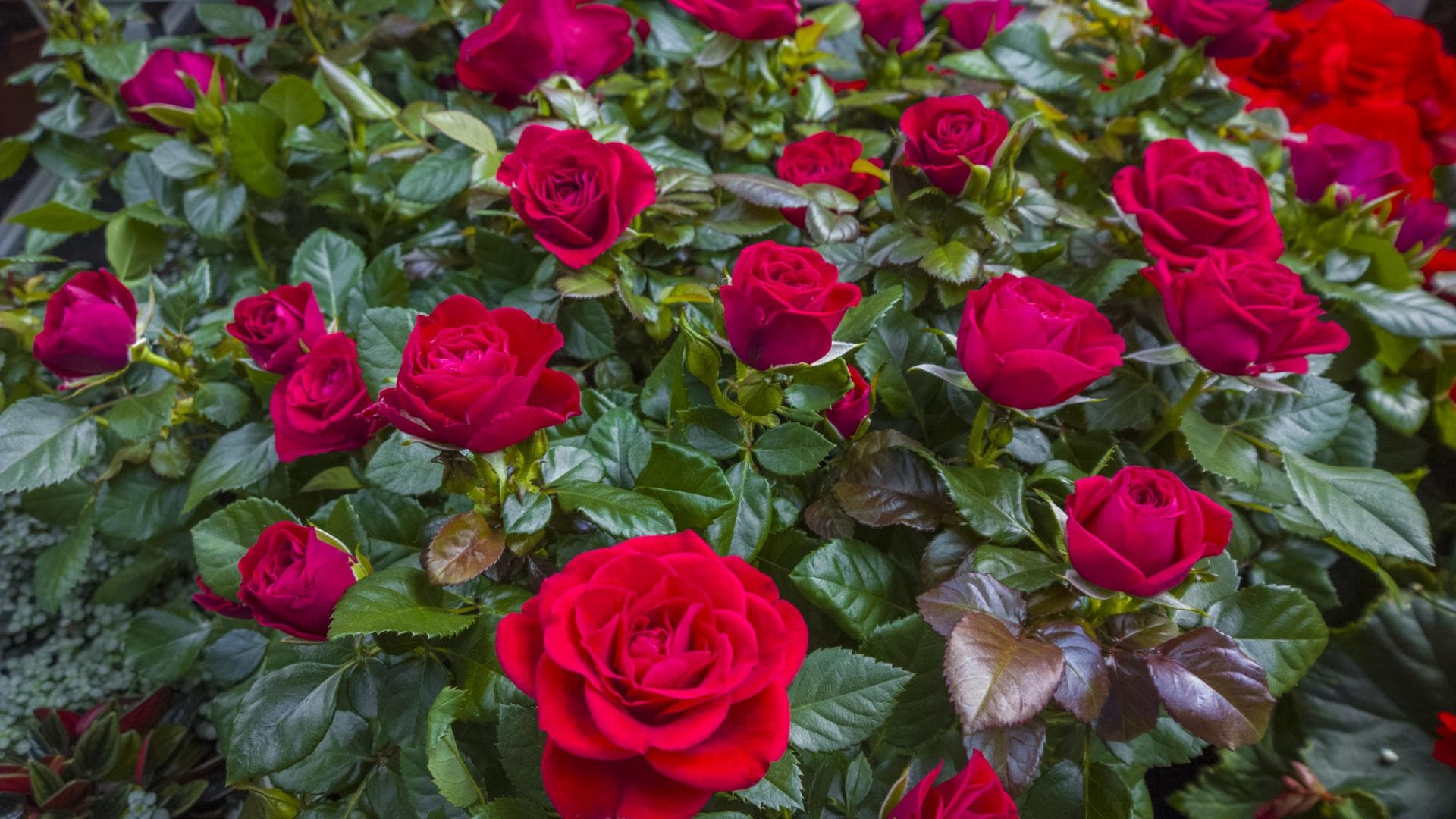 Rosen richtig pflegen: So wird die Pflanze winterfest