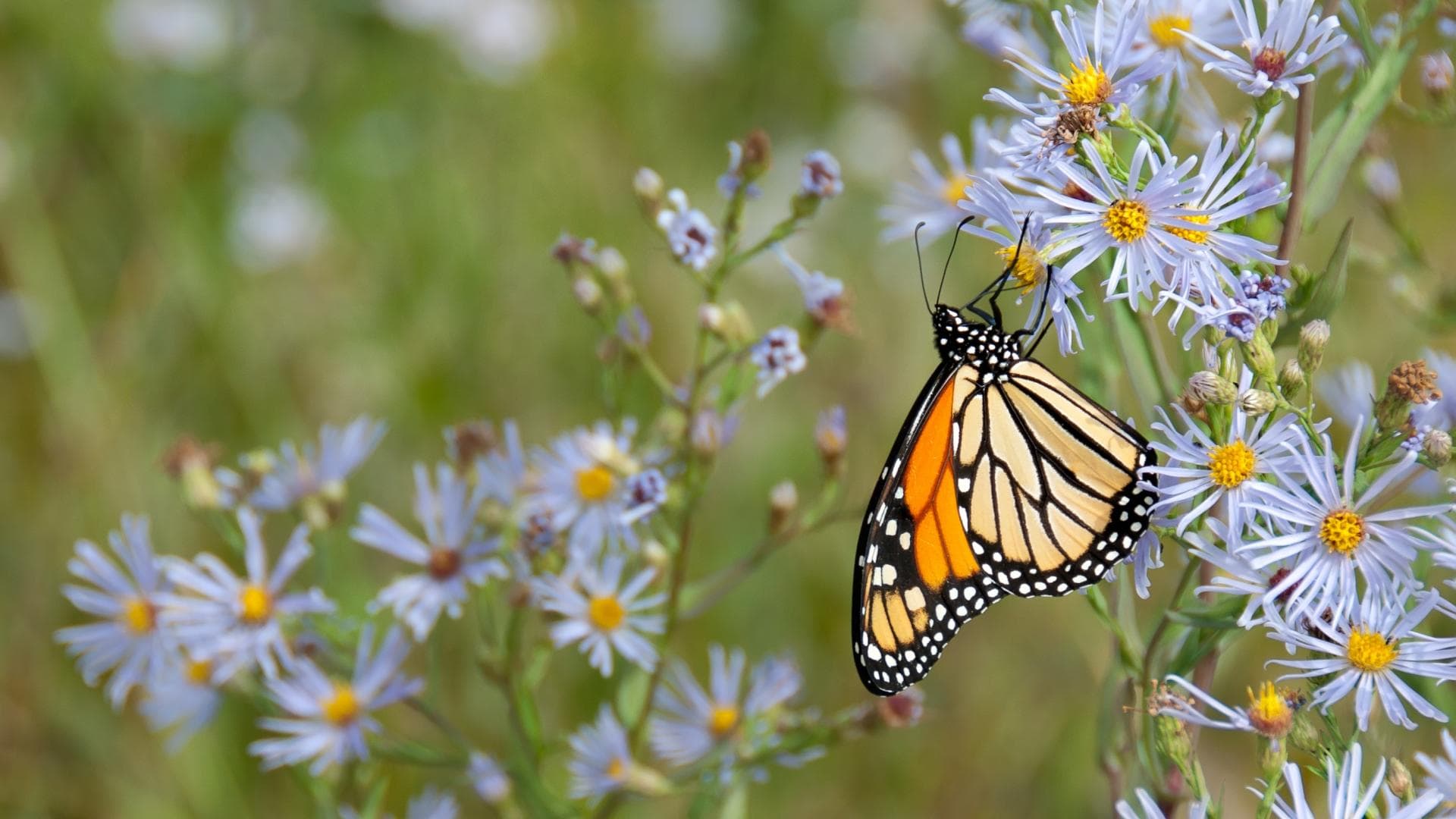 5 Pflanzen, die Schmetterlinge lieben!