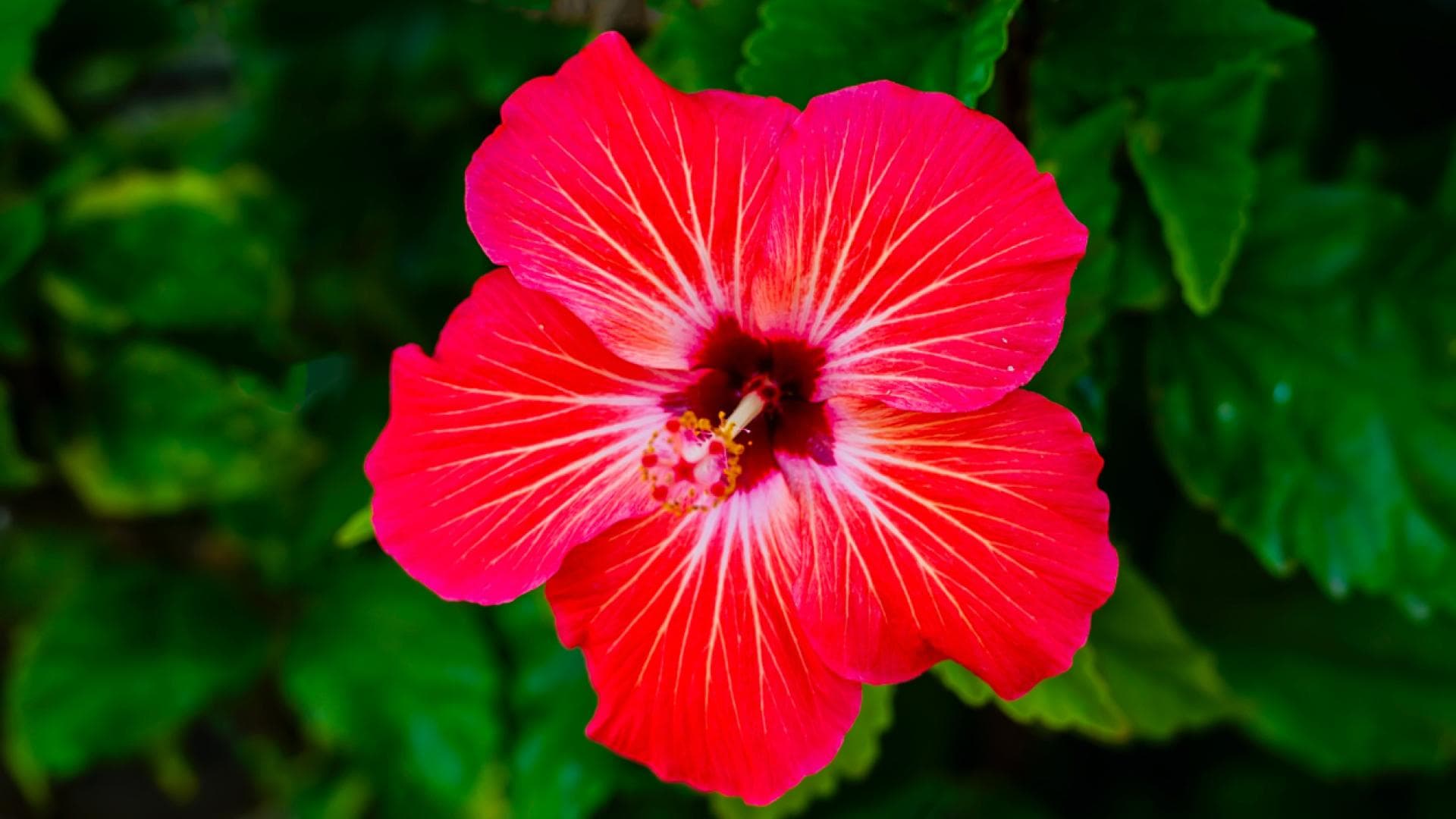 Hibiskus pflegen Die besten Tipps für üppige Blüten