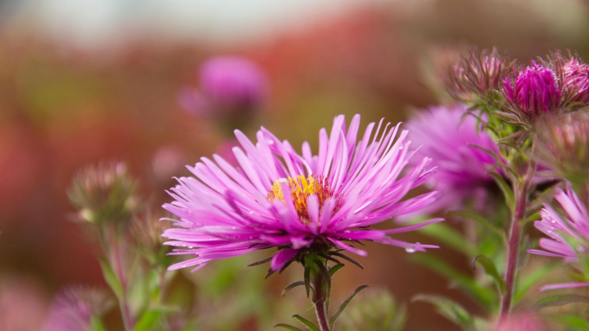 pflanzen die im winter draußen bleiben können