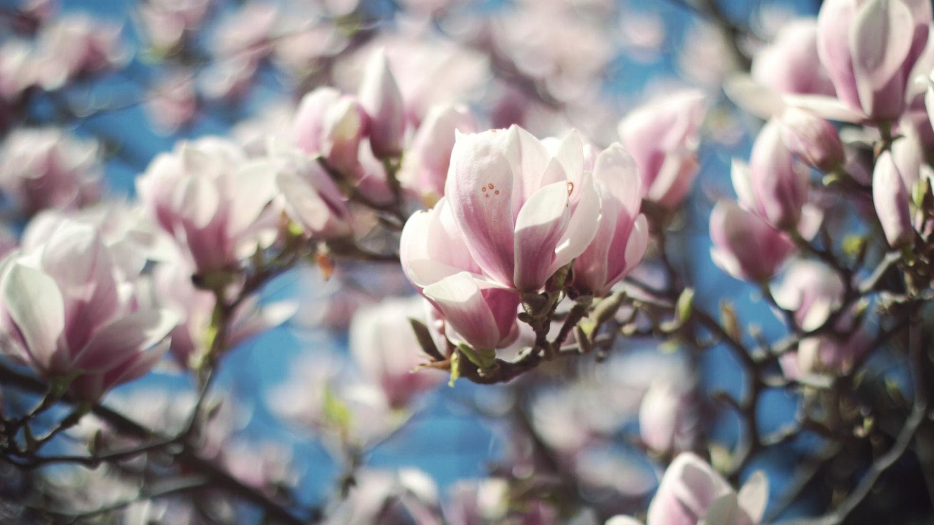 gestalten Die 7 schönsten Pflanzen