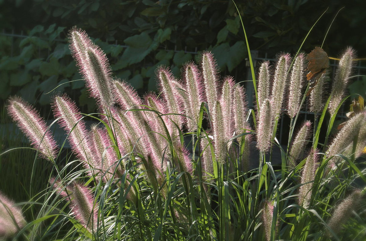 BALDUR Garten Chinaschilf - 2 Pflegeleichte Ziergräser Für Sonnige Beete BALDUR Garten Chinaschilf - 2 Pflegeleichte Ziergräser Für Sonnige Beete