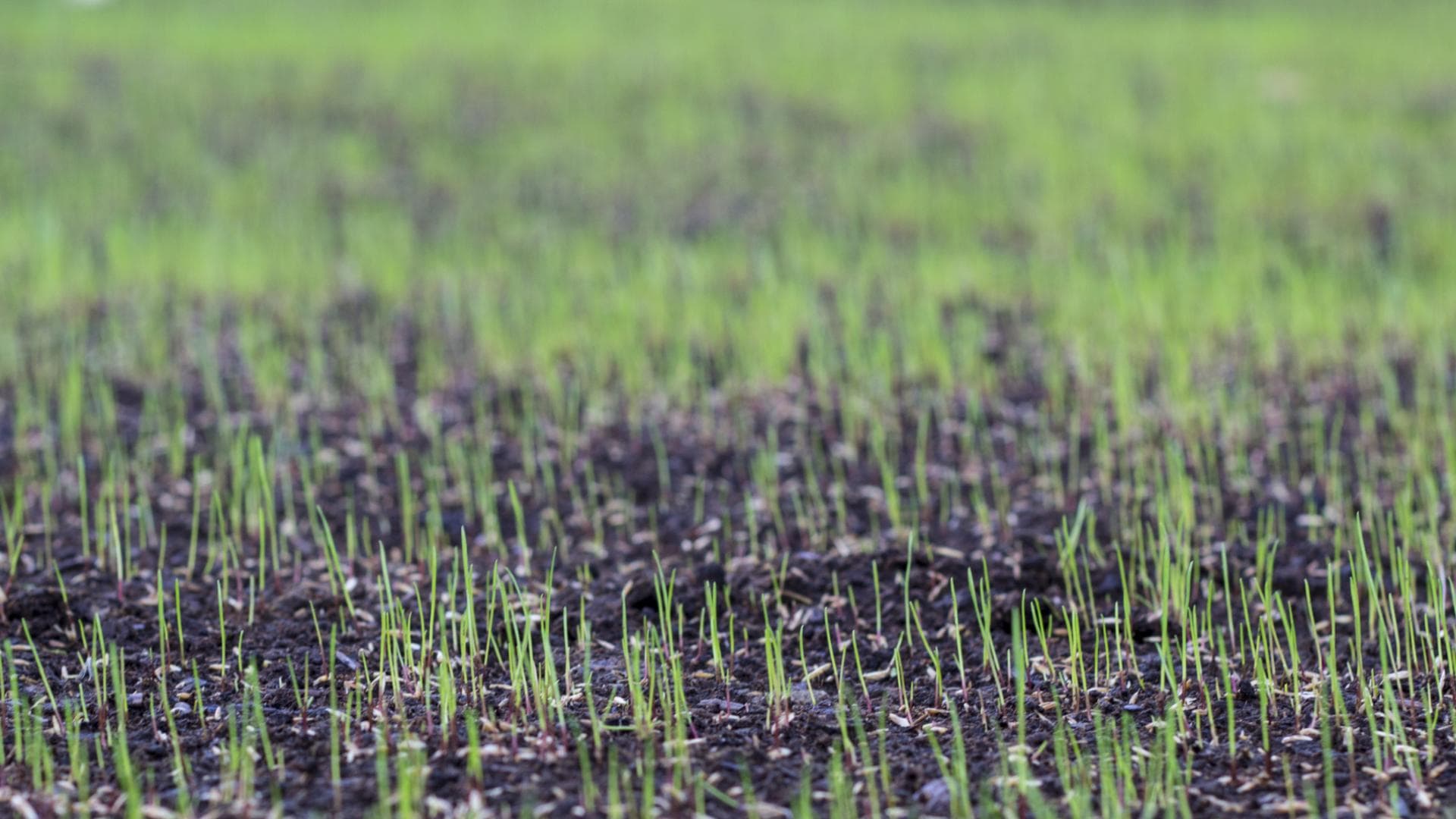 Rasen säen im Herbst Darum macht es Sinn