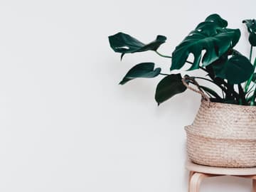 6 luftreinigende Pflanzen für ein gutes Raumklima
