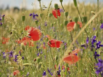 Günstig gärtnern Mit diesen 4 GartenTricks sparen Sie Geld