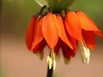Garten gestalten 3 außergewöhnliche Pflanzen