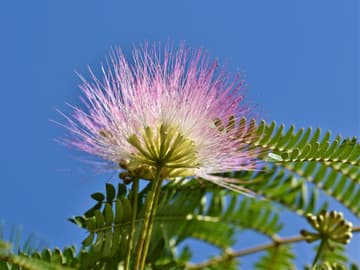 Garten gestalten 3 außergewöhnliche Pflanzen