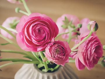 Fruhlingsblumen Fur Garten Und Balkon