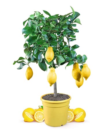 Zitronen auf dem Balkon pflanzen: Das müssen Sie beachten